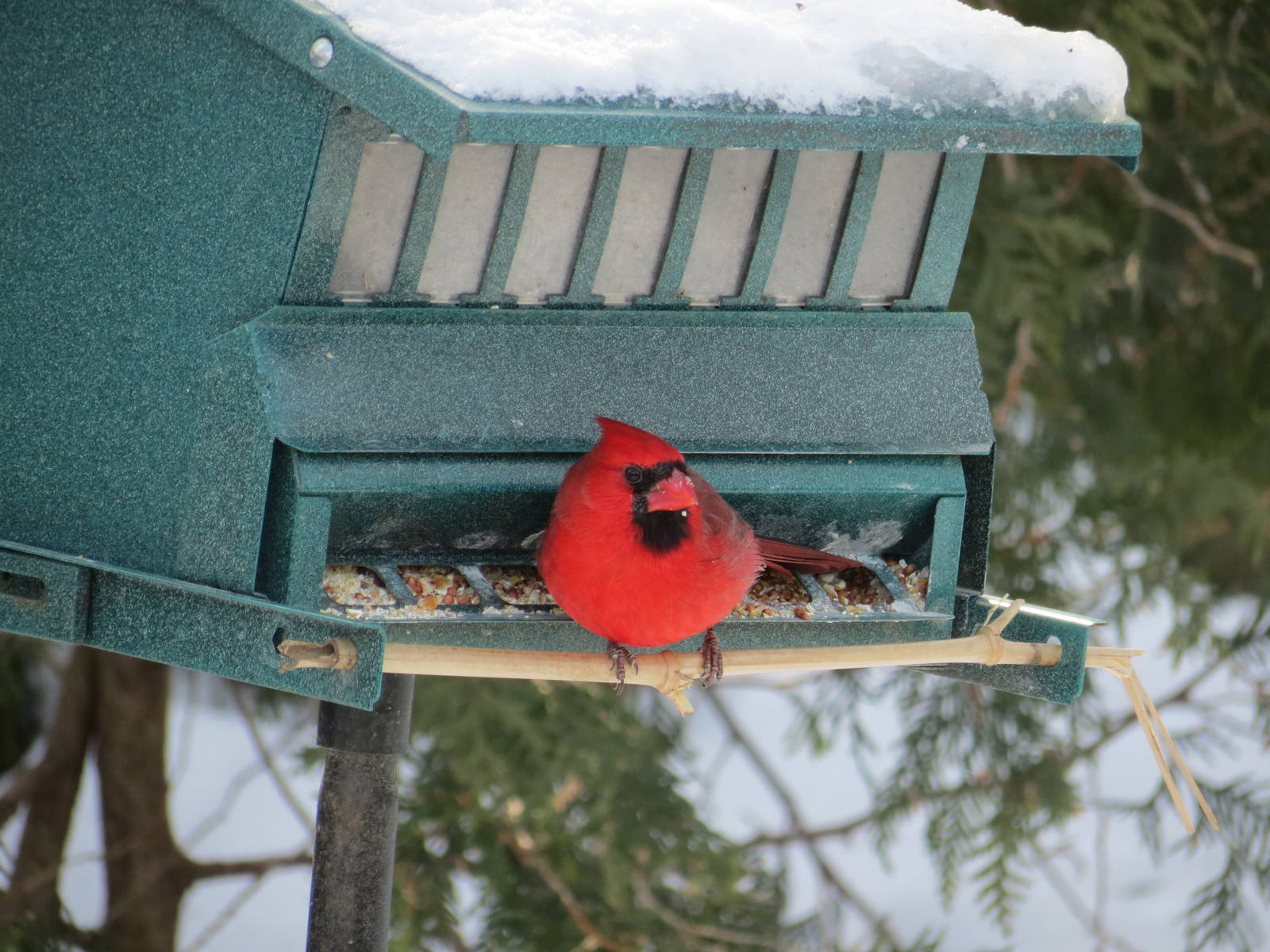 Northern Cardinal M