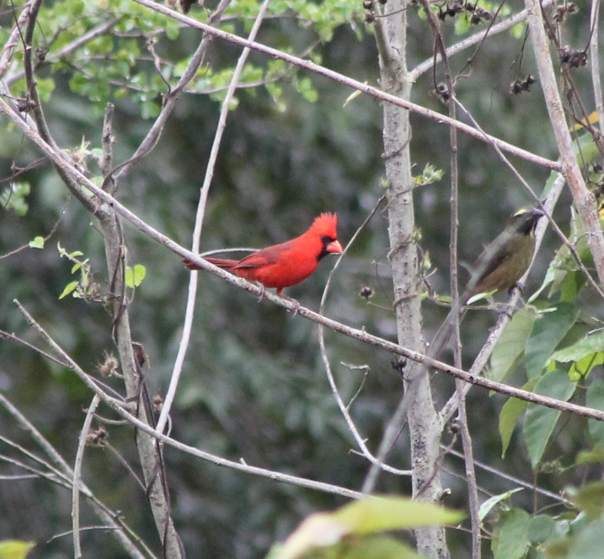 Northern cardinal male