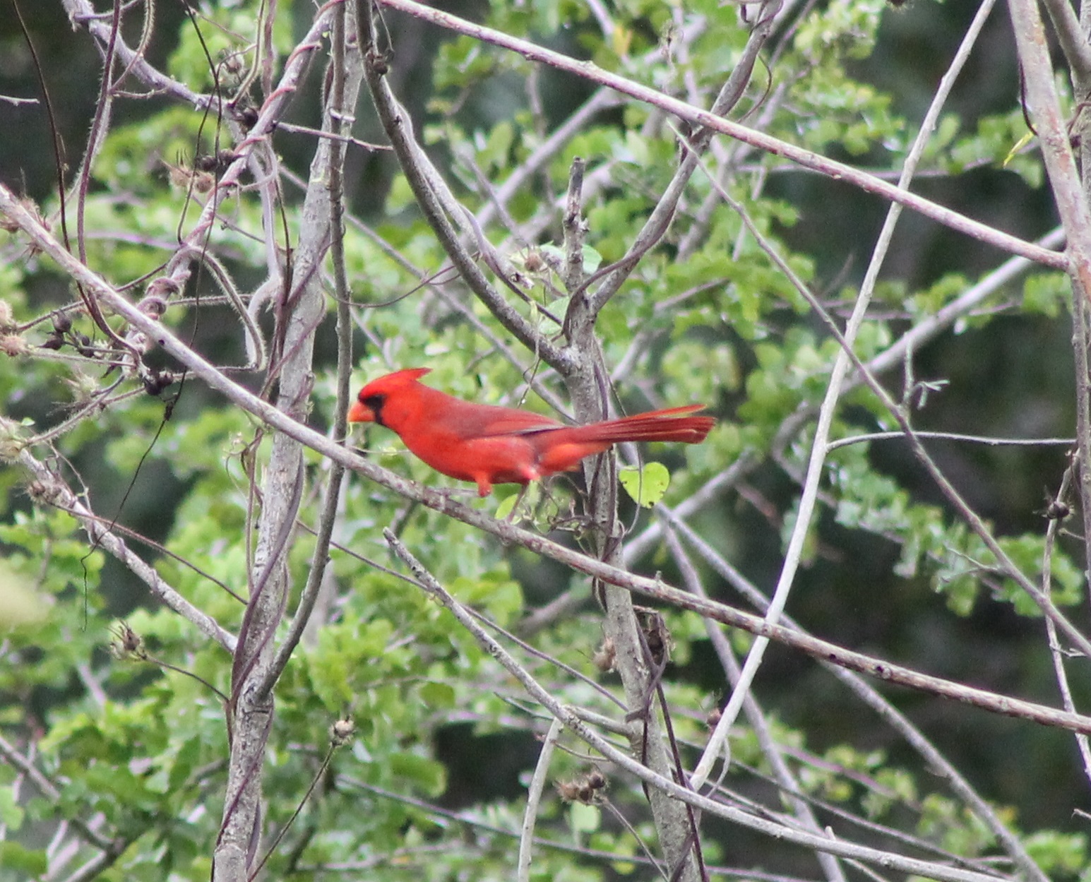 Northern cardinal male