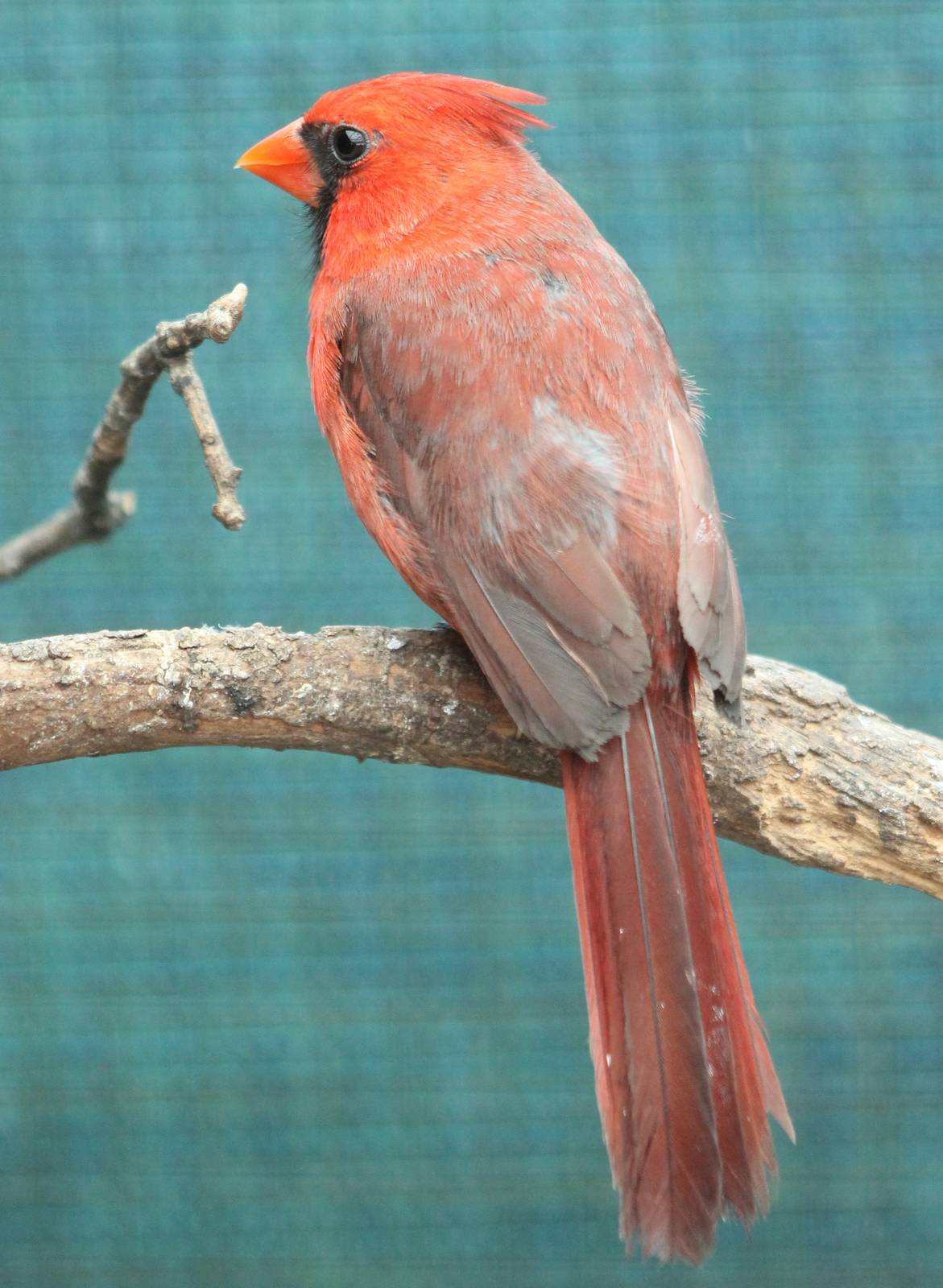 Northern cardinal male