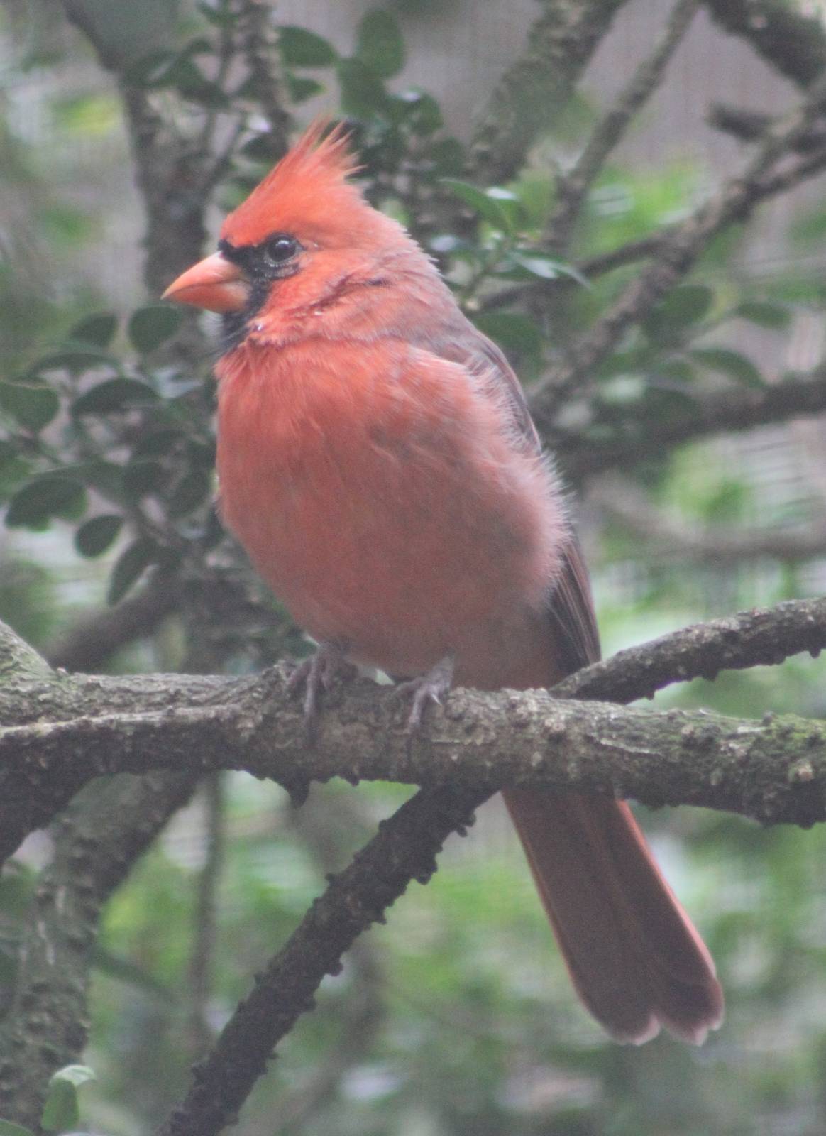 Northern cardinal male
