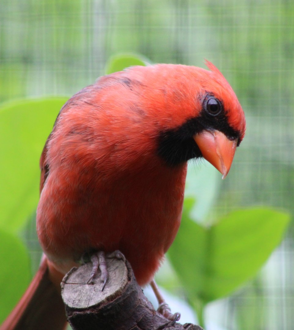 Northern cardinal - male