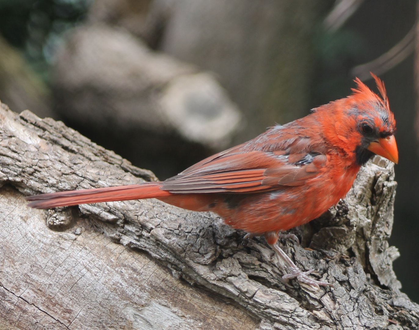 Northern cardinal - male