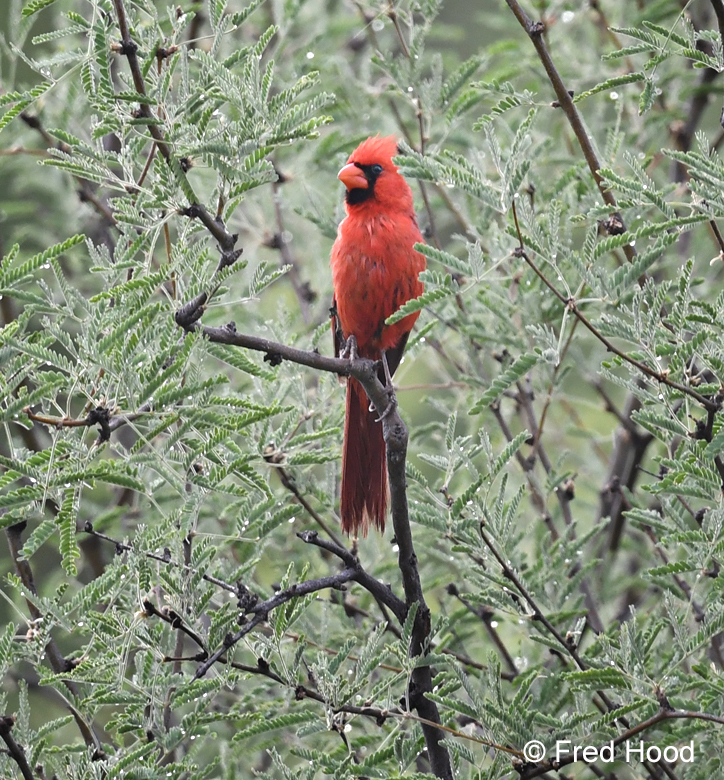 northern cardinal (male)