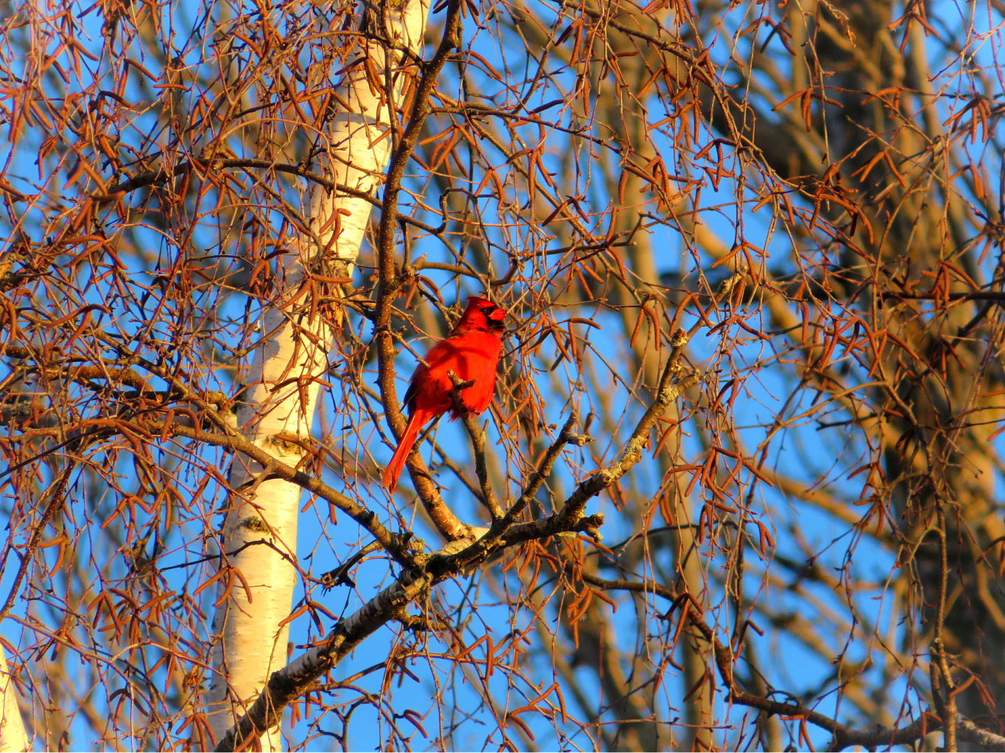Northern cardinal singing