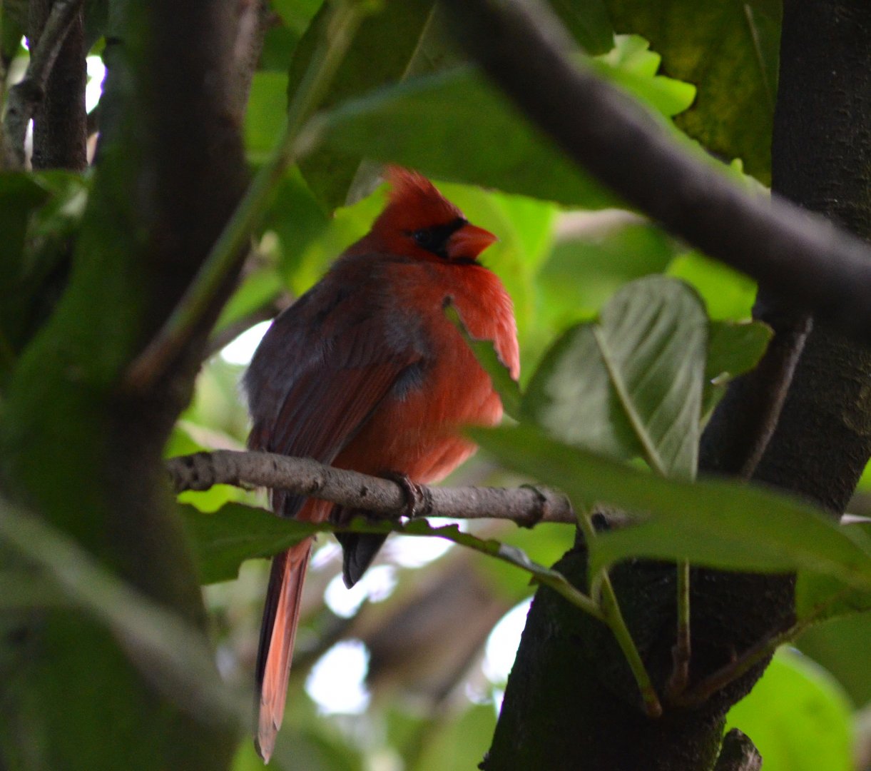 NORTHERN CARDINAL - TROPICAL BIRDLAND 23 02 2018