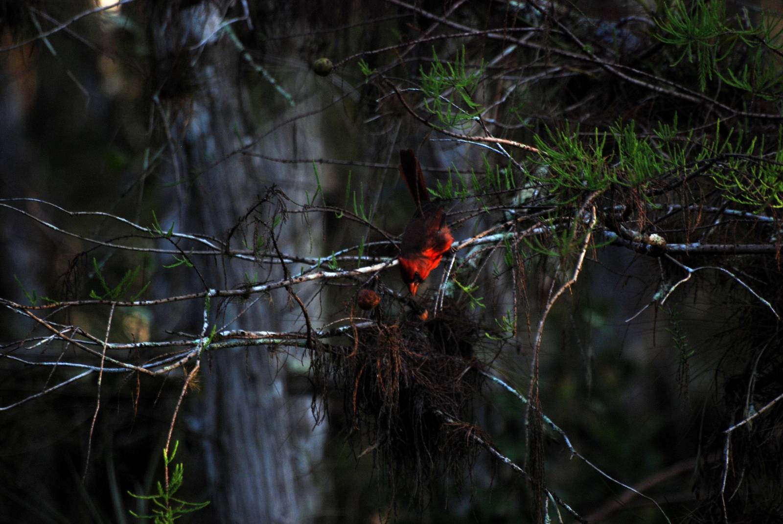 Northern Cardinal, Western Everglades/Big Cypress, October 2013