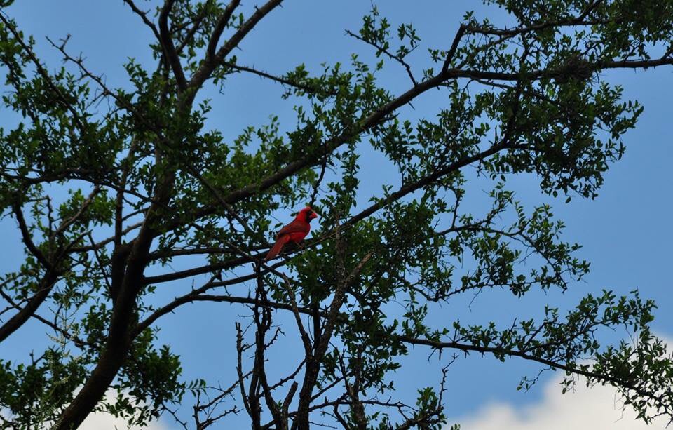 Northern Cardinal wild