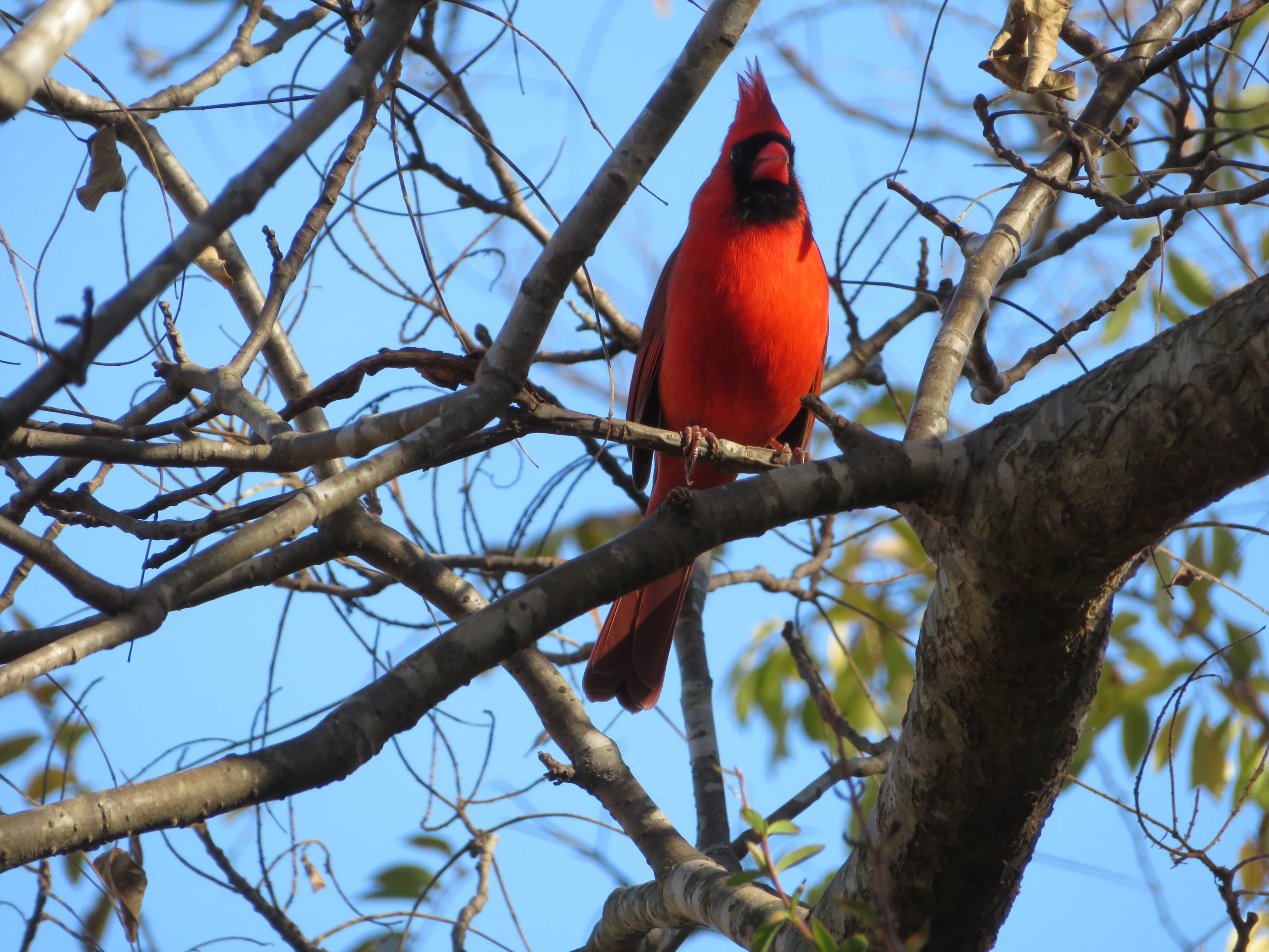Northern Cardinal (Wild)