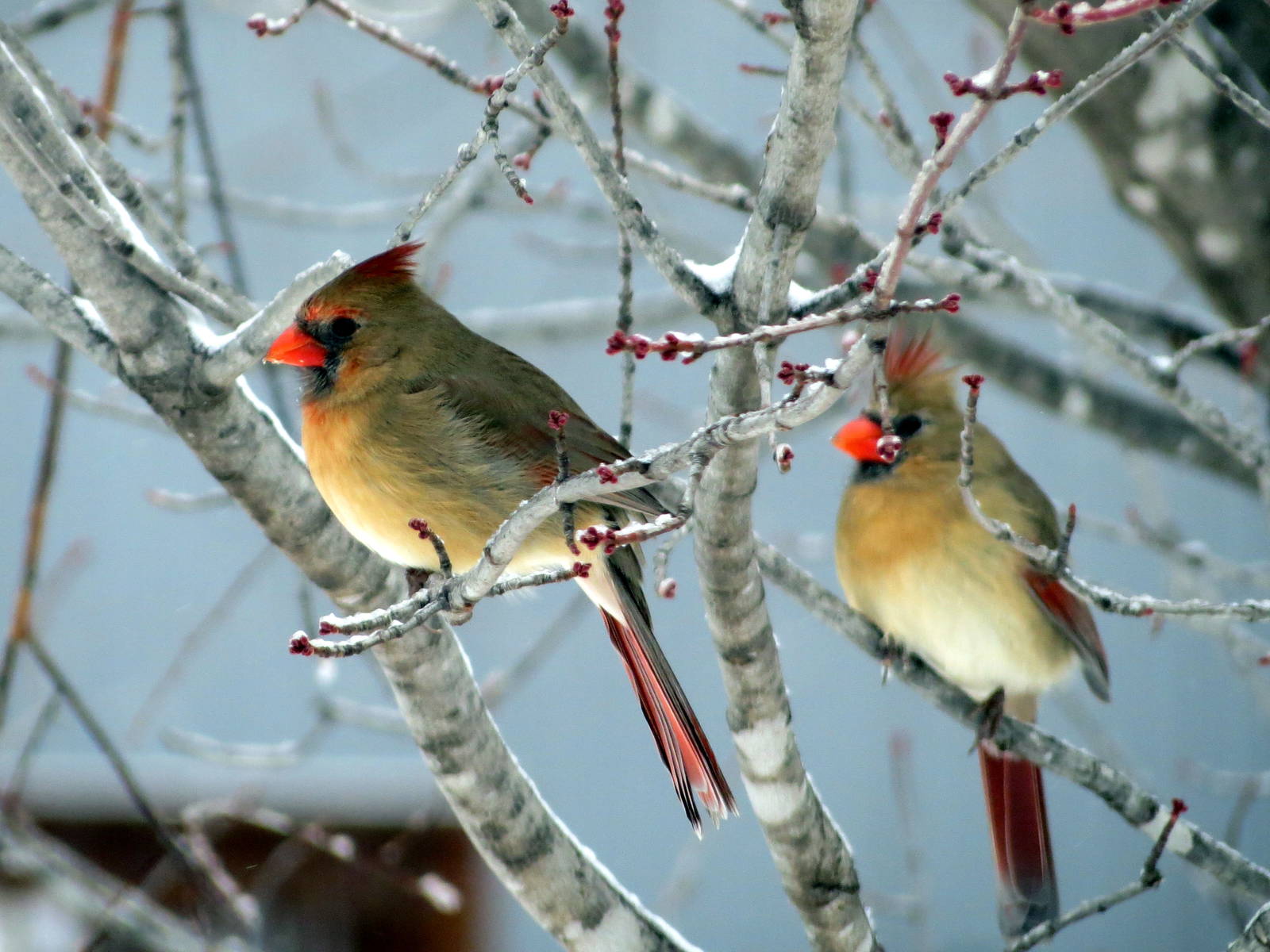 Northern Cardinal