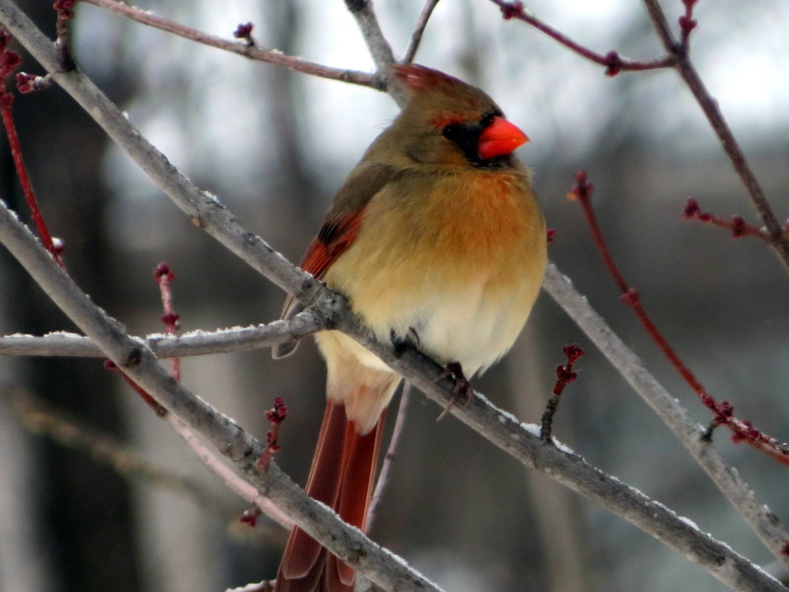 Northern Cardinal