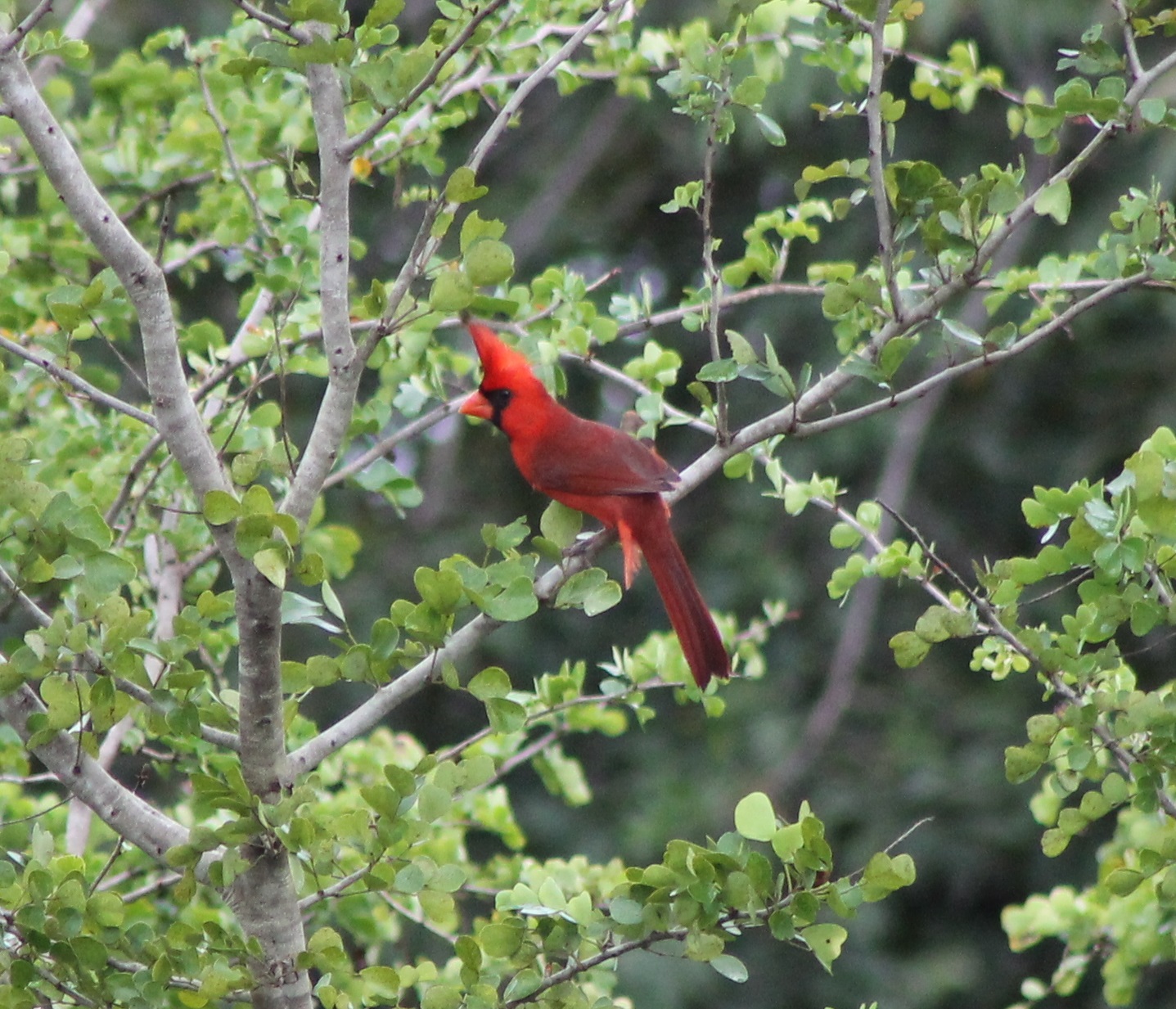 Northern cardinal
