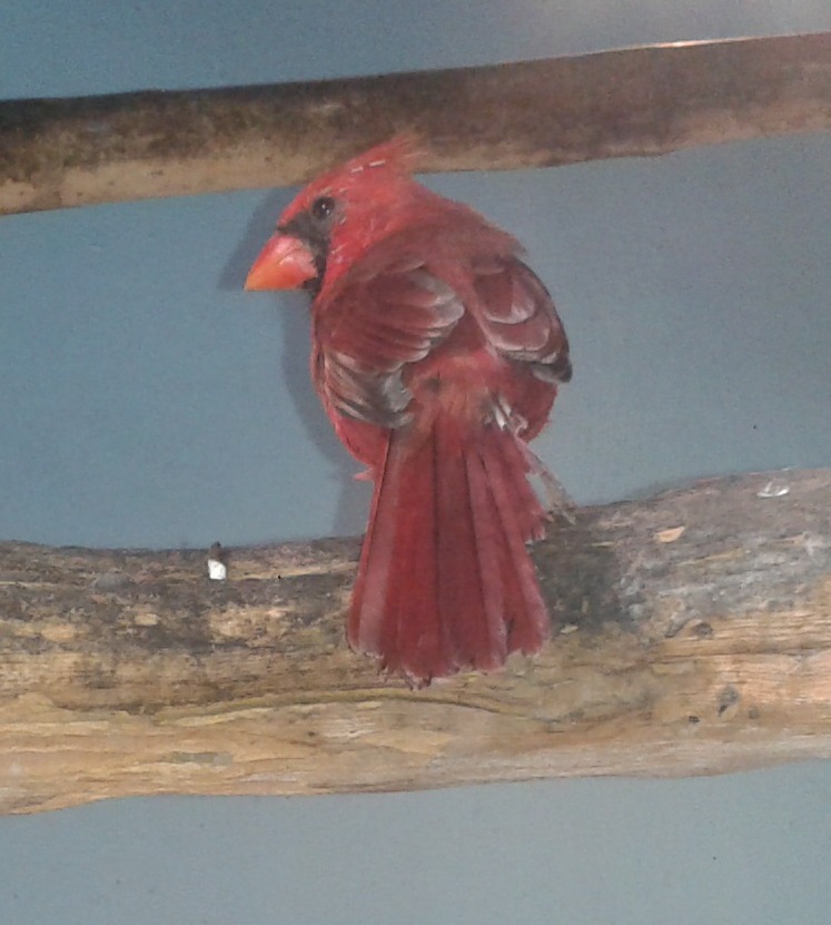Northern cardinal