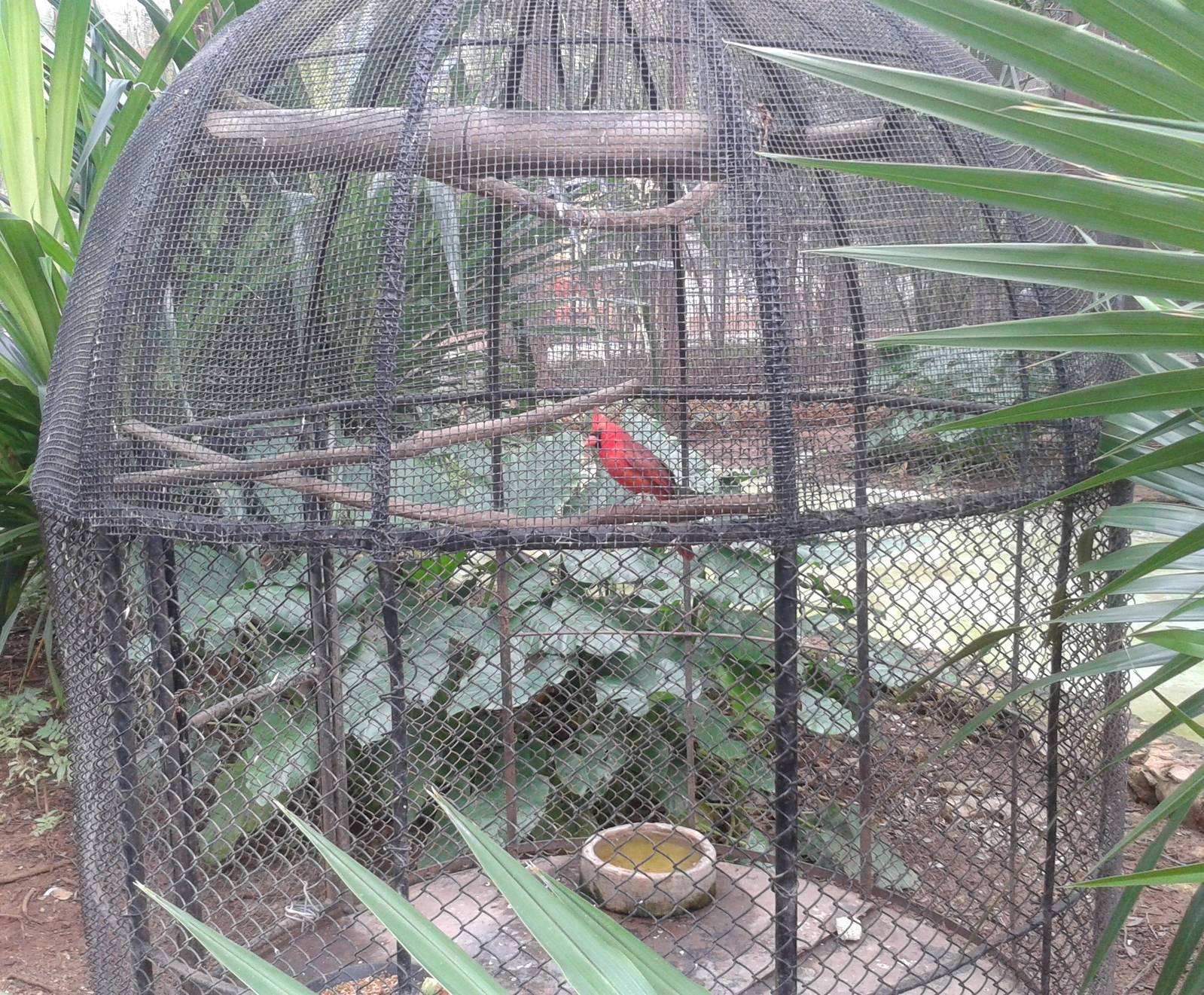 Northern cardinal
