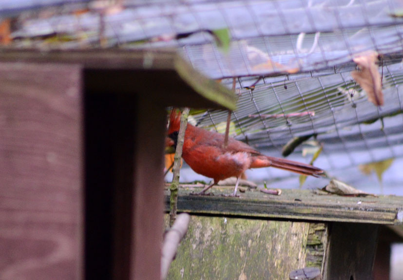 NORTHERN CARDINAL