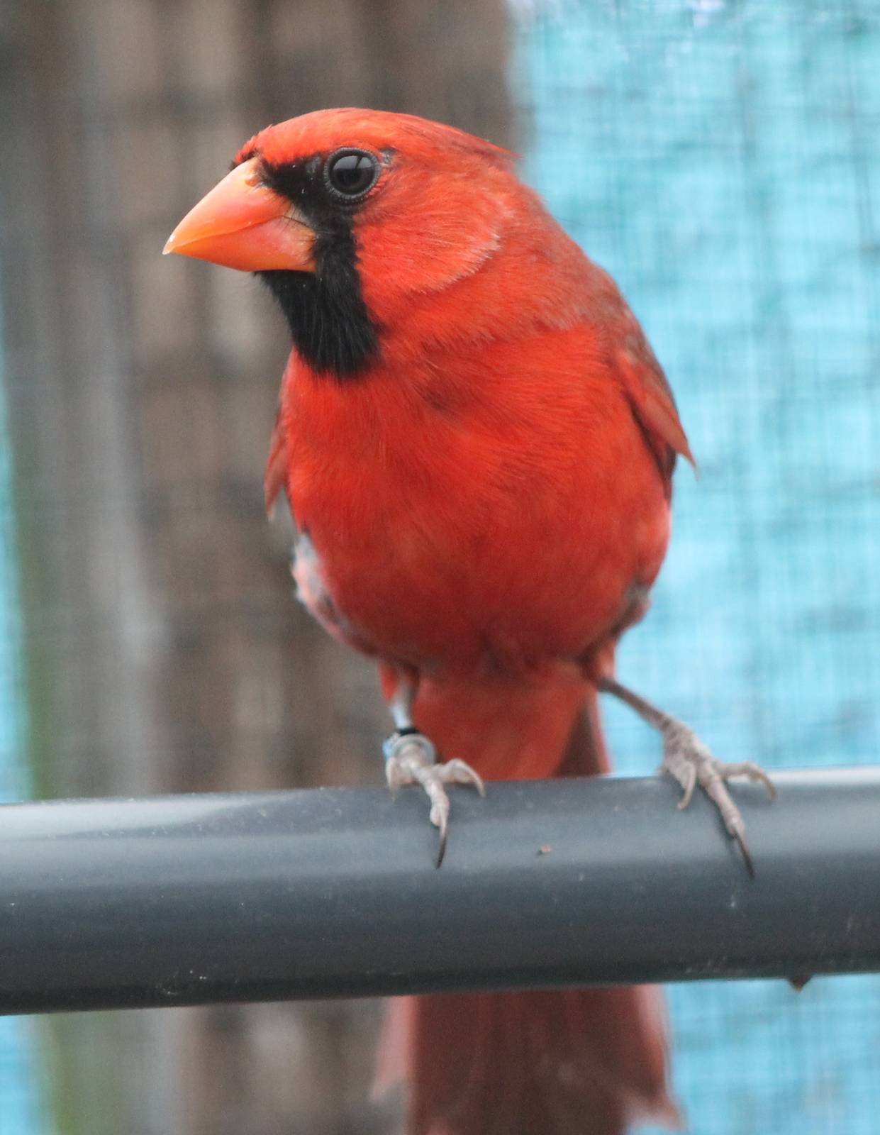 Northern cardinal
