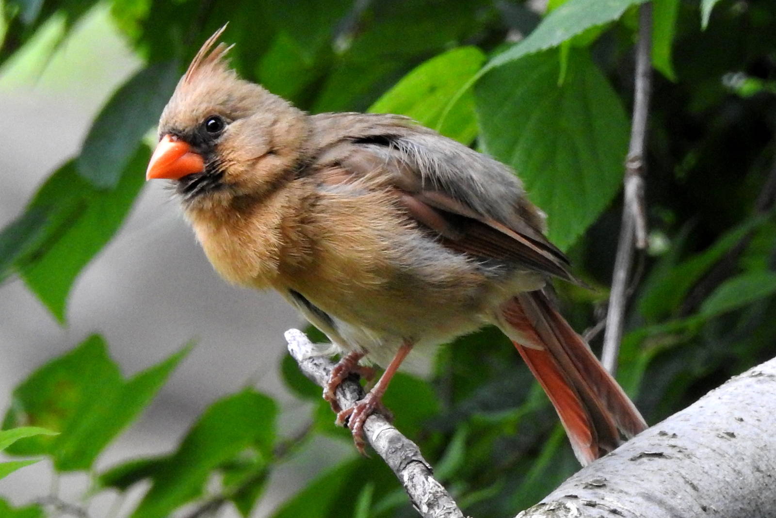 Northern Cardinal