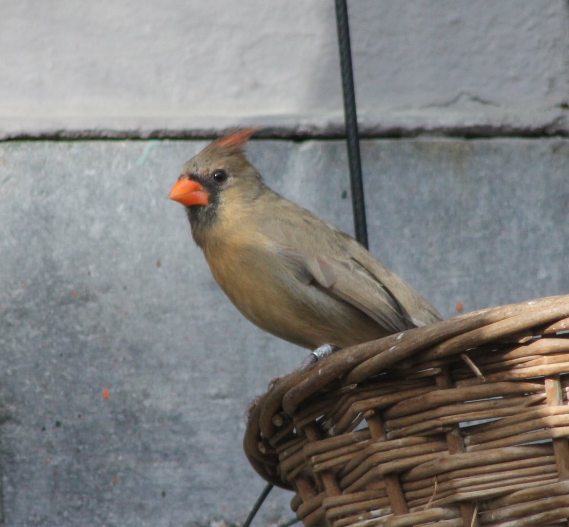 Northern cardinal