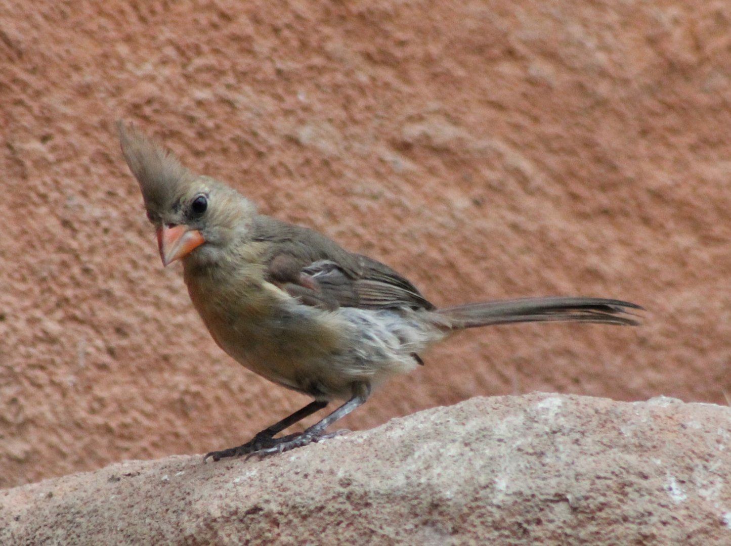 Northern cardinal