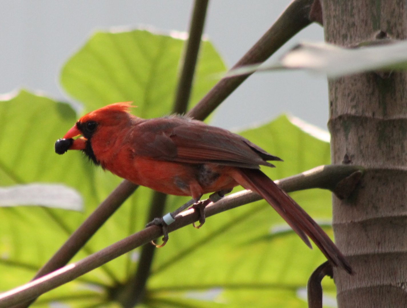 Northern cardinal