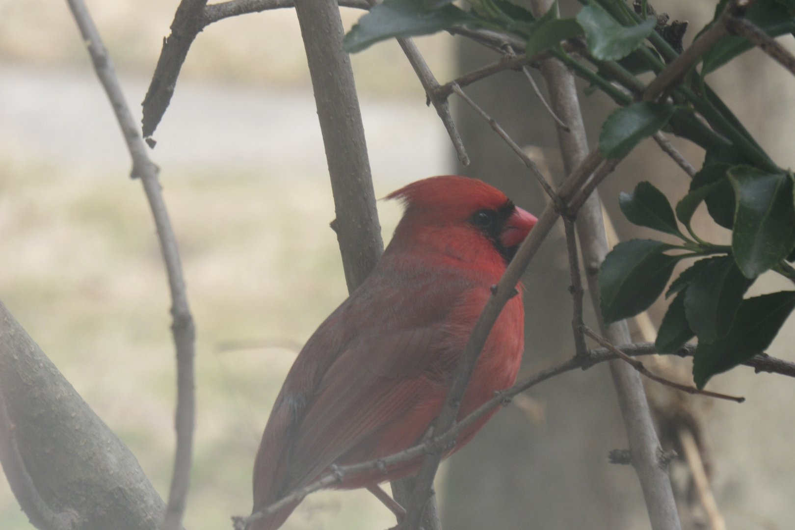 Northern cardinal