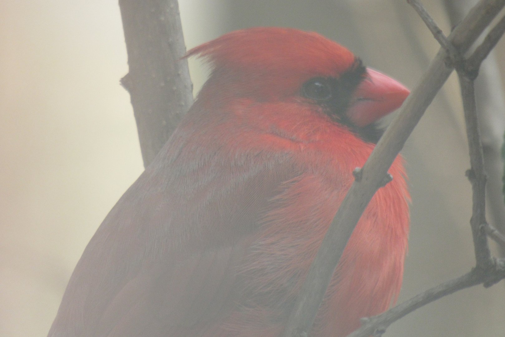 northern cardinal