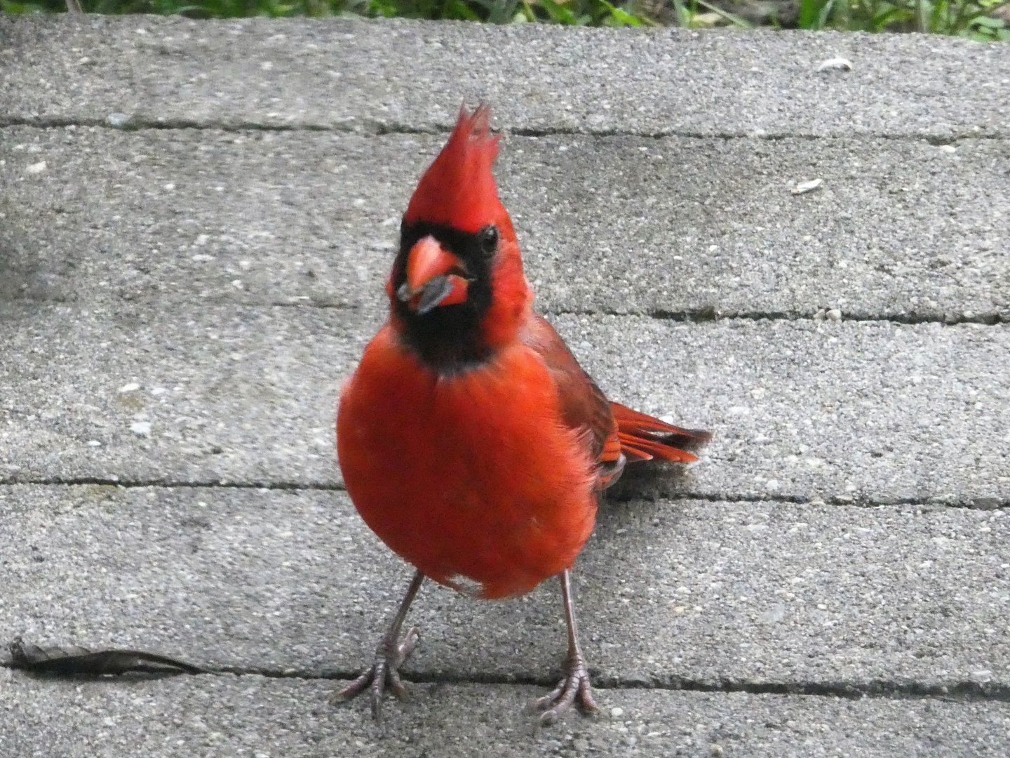 Northern Cardinal