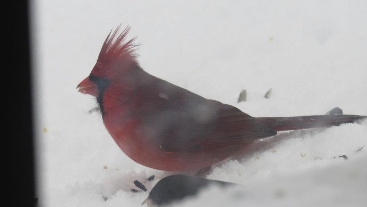 Northern cardinal