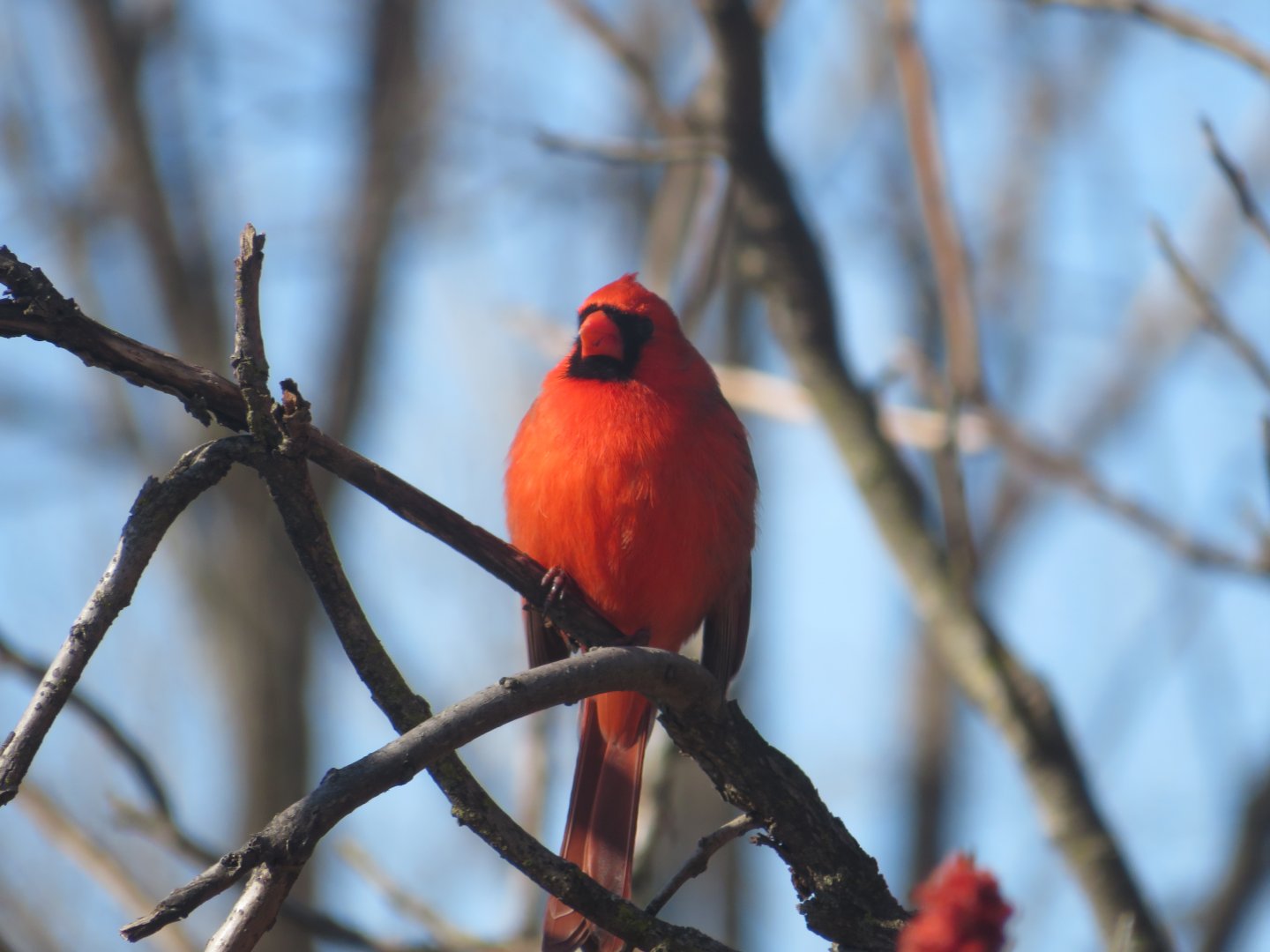 Northern cardinal