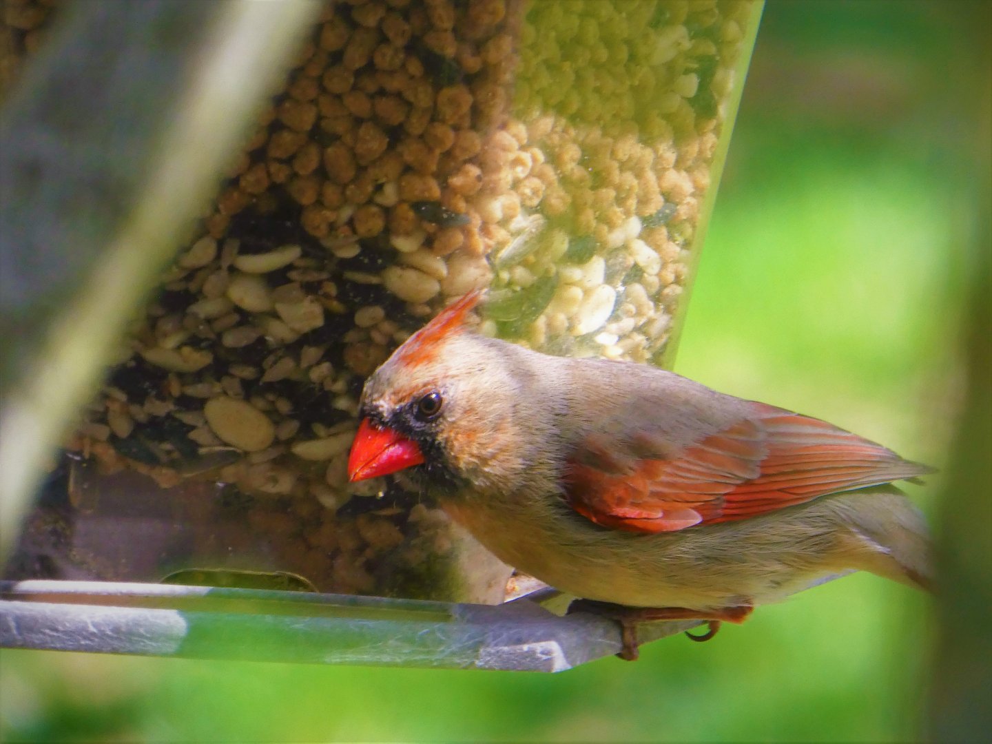 Northern Cardinal