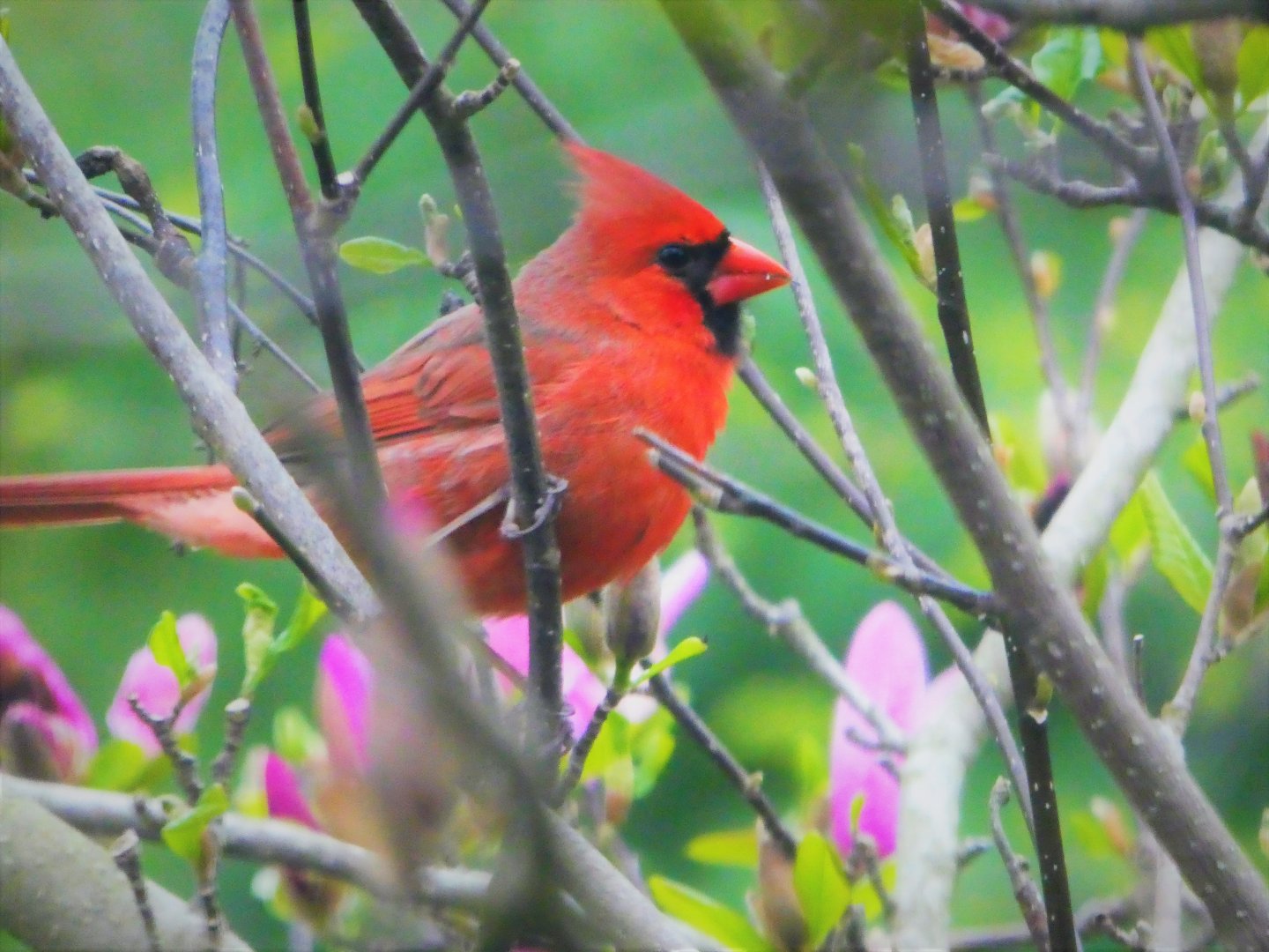 Northern Cardinal