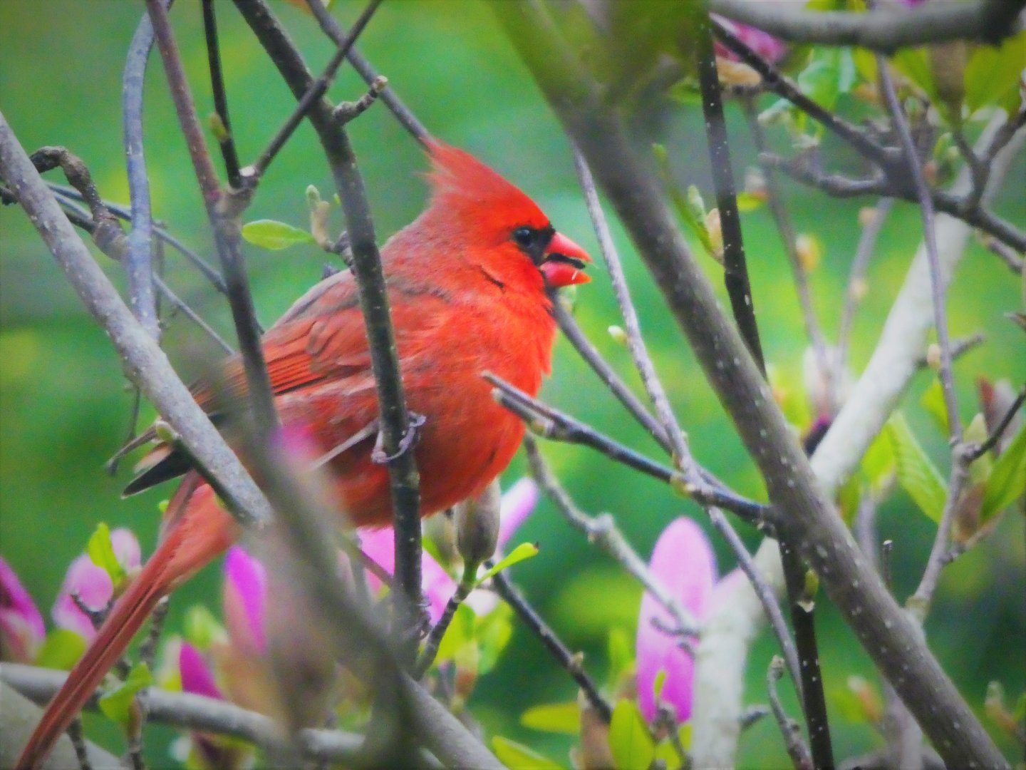 Northern Cardinal
