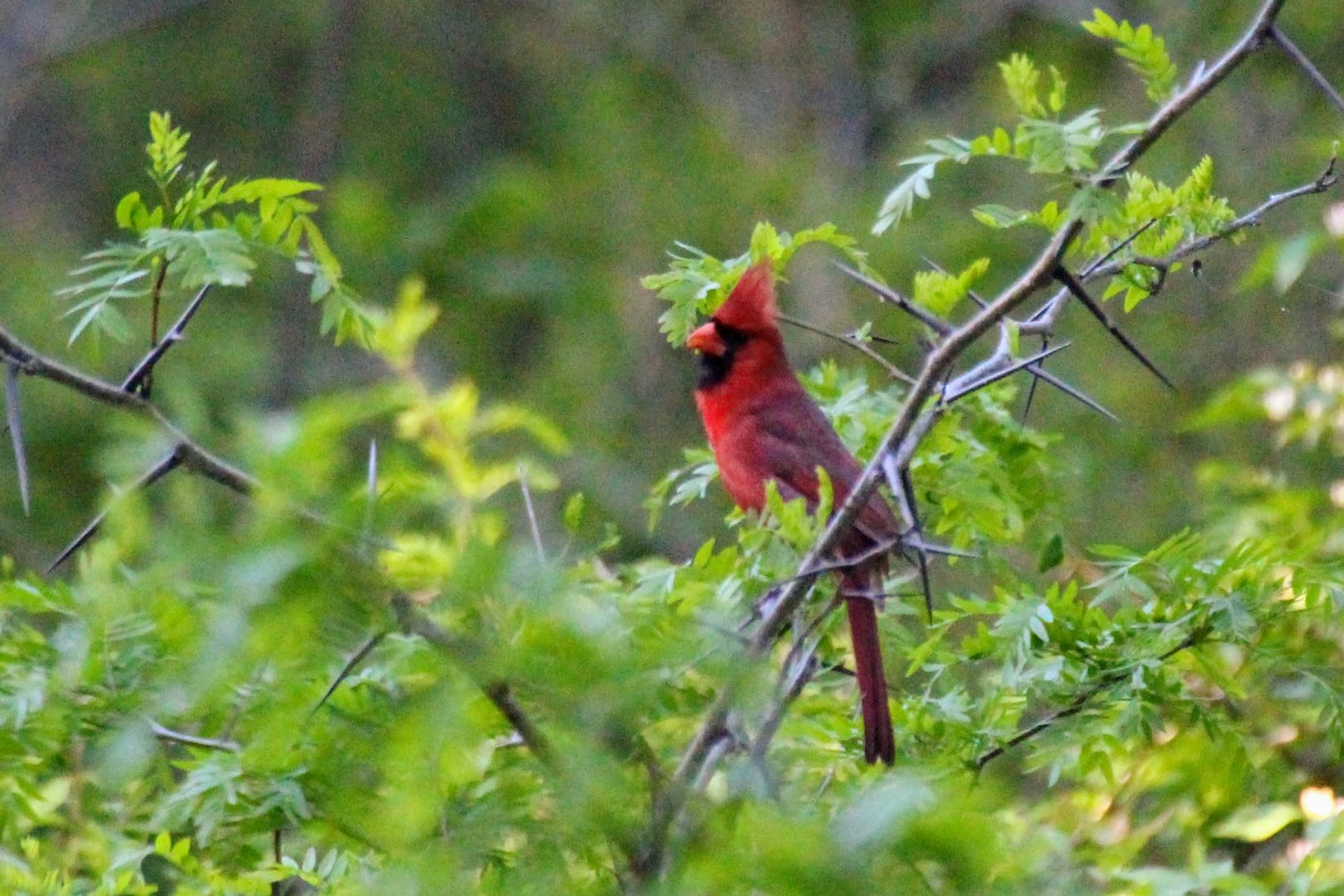 Northern Cardinal