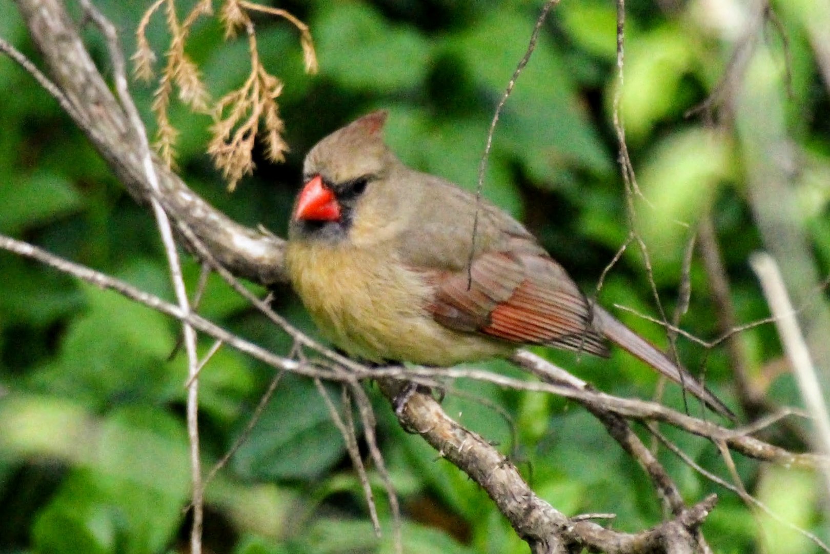 Northern Cardinal