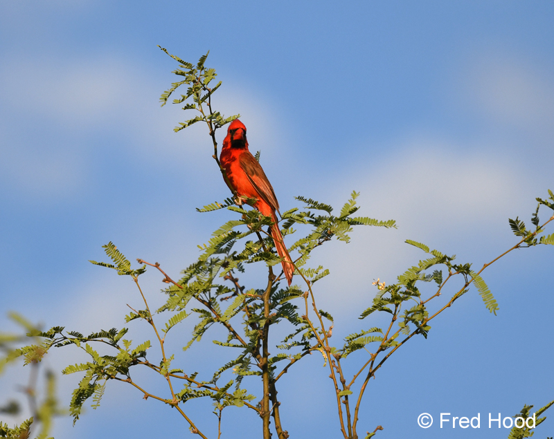 northern cardinal
