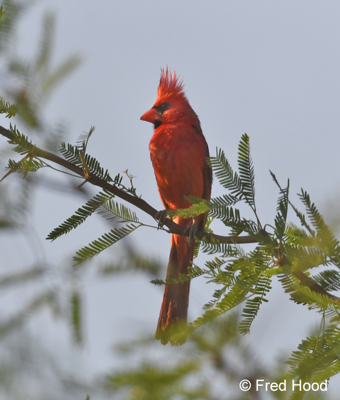 northern cardinal