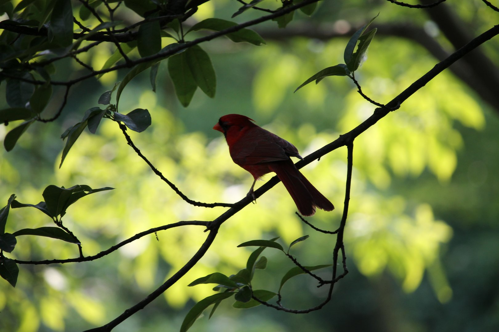 Northern Cardinal