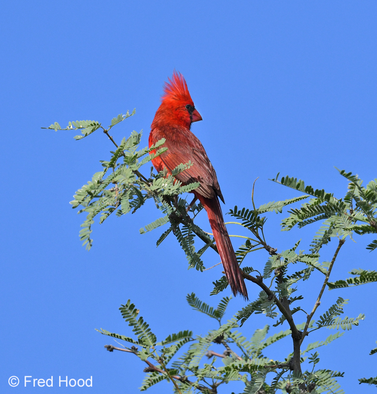 northern cardinal