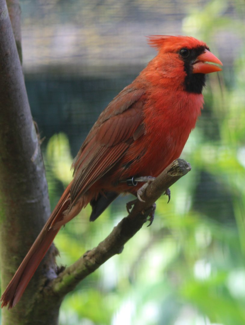 Northern cardinal