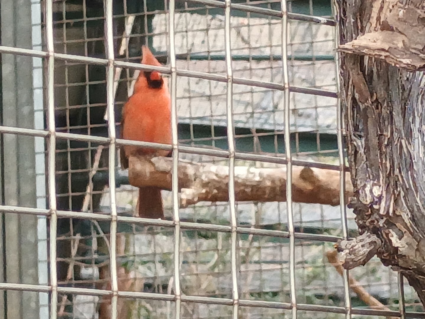 Northern Cardinal