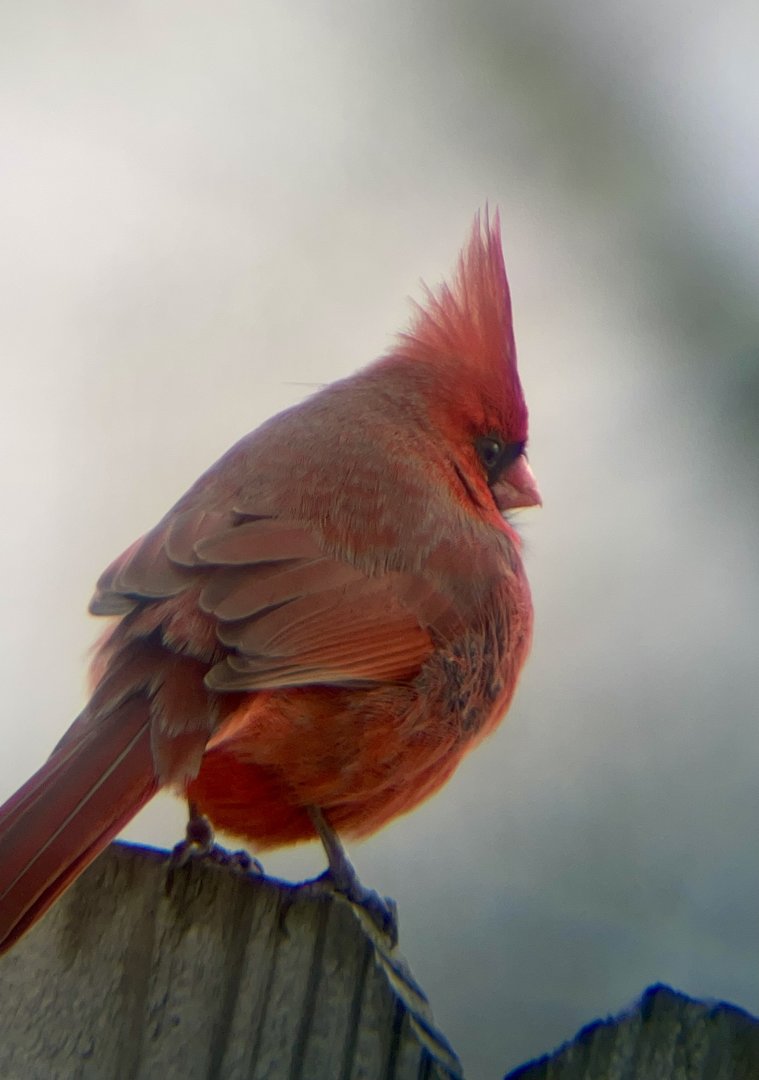 Northern Cardinal