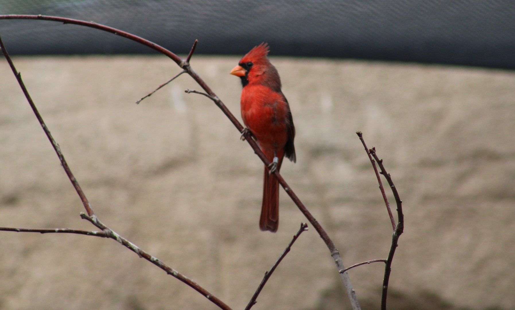 Northern cardinal