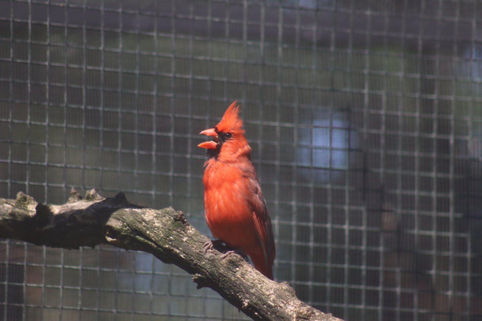 Northern Cardinal