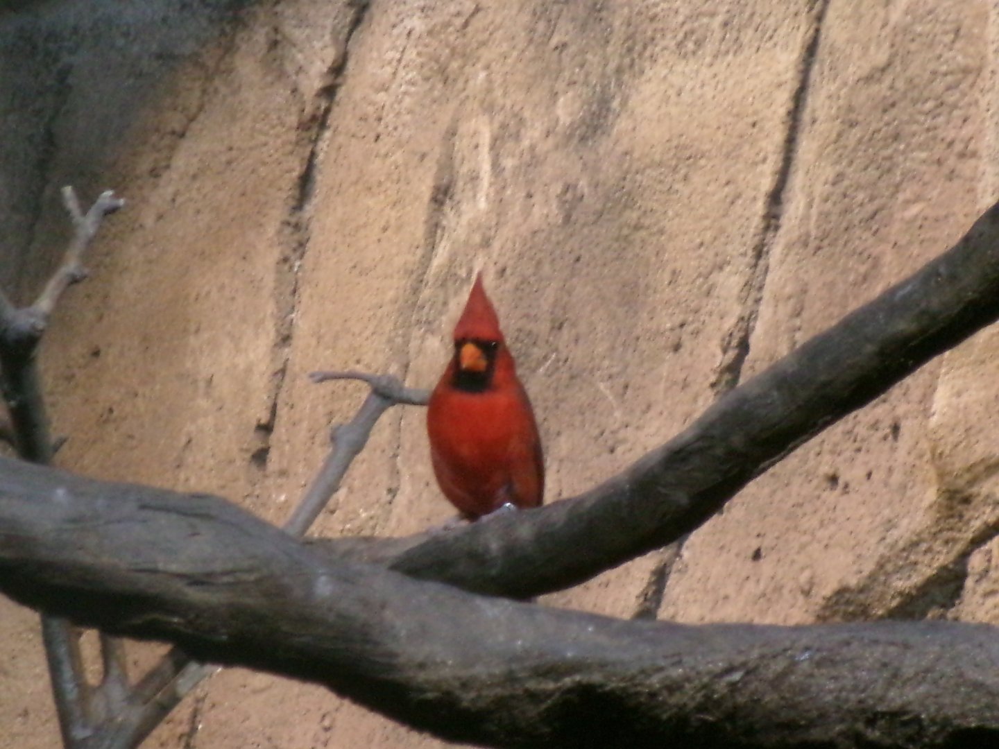 Northern cardinal