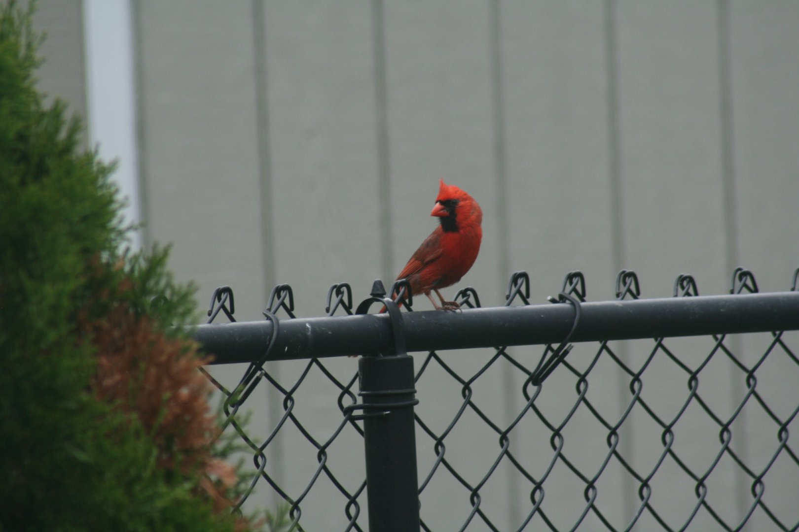 Northern Cardinal