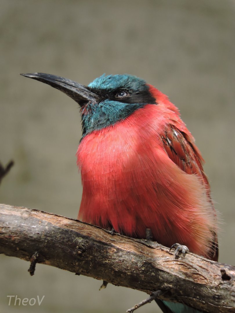 Northern carmine bee-eater [2016]