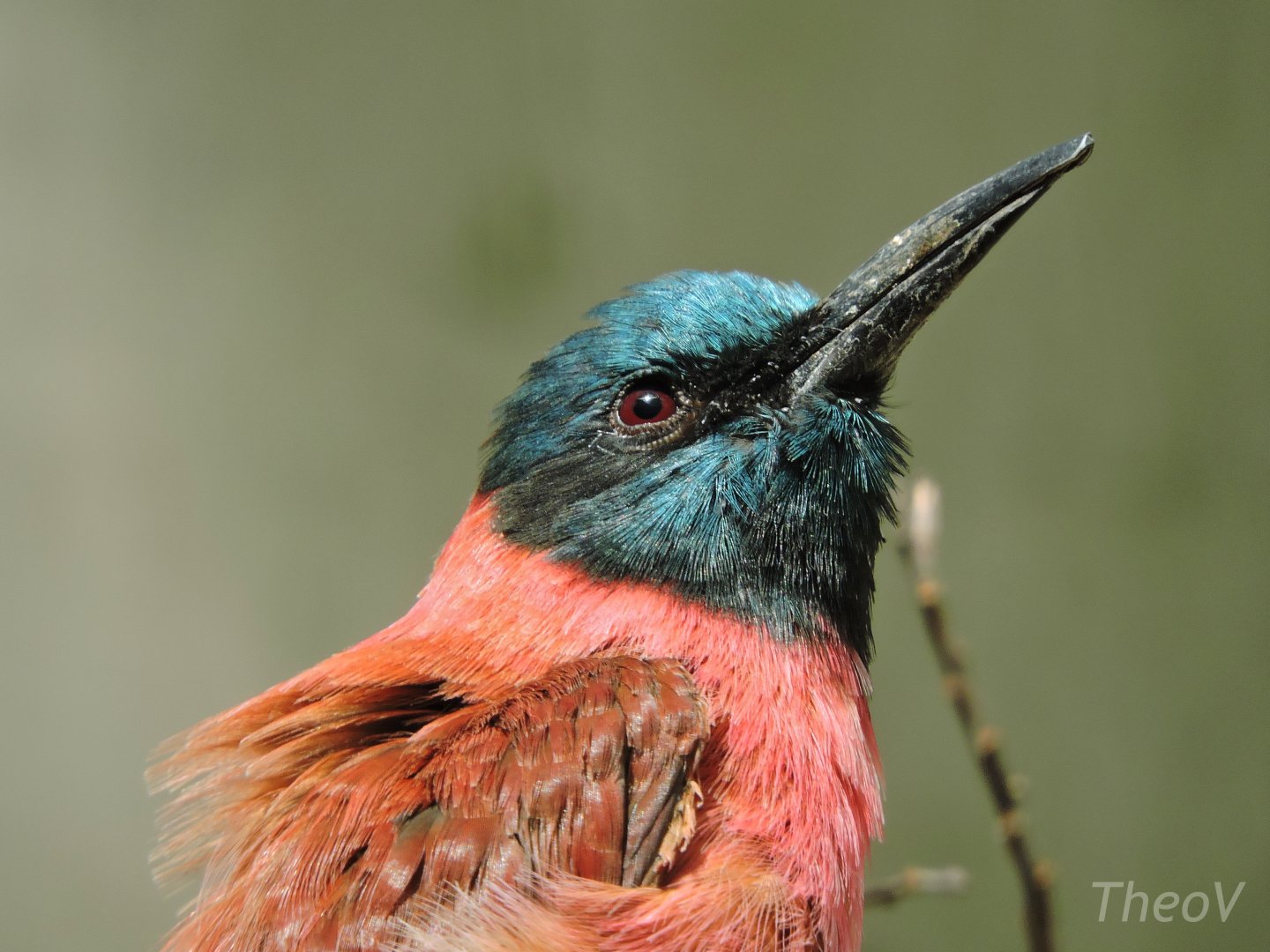 Northern carmine bee-eater [2016]
