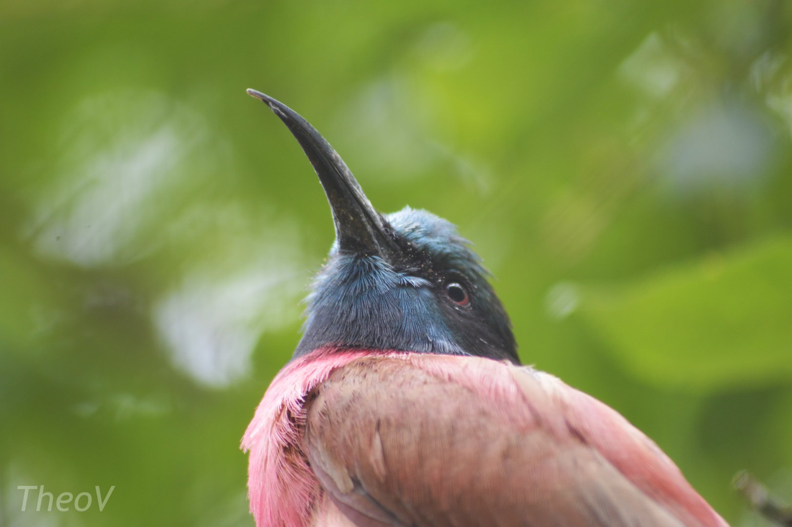 Northern carmine bee-eater [2020]