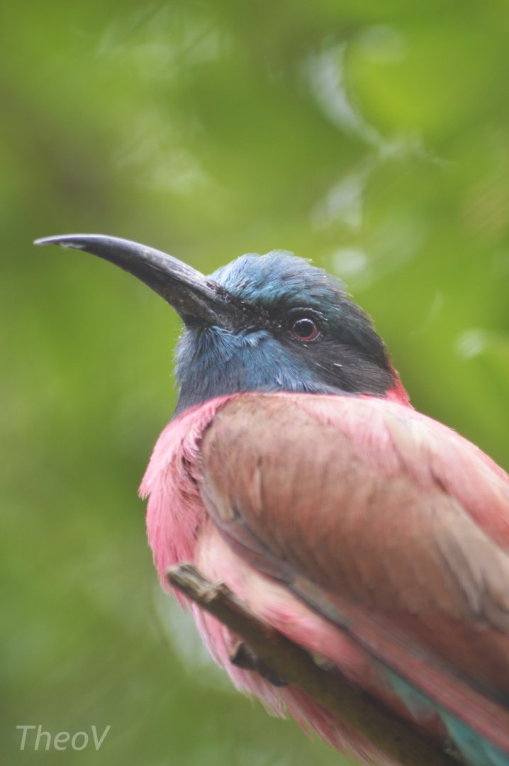 Northern carmine bee-eater [2020]