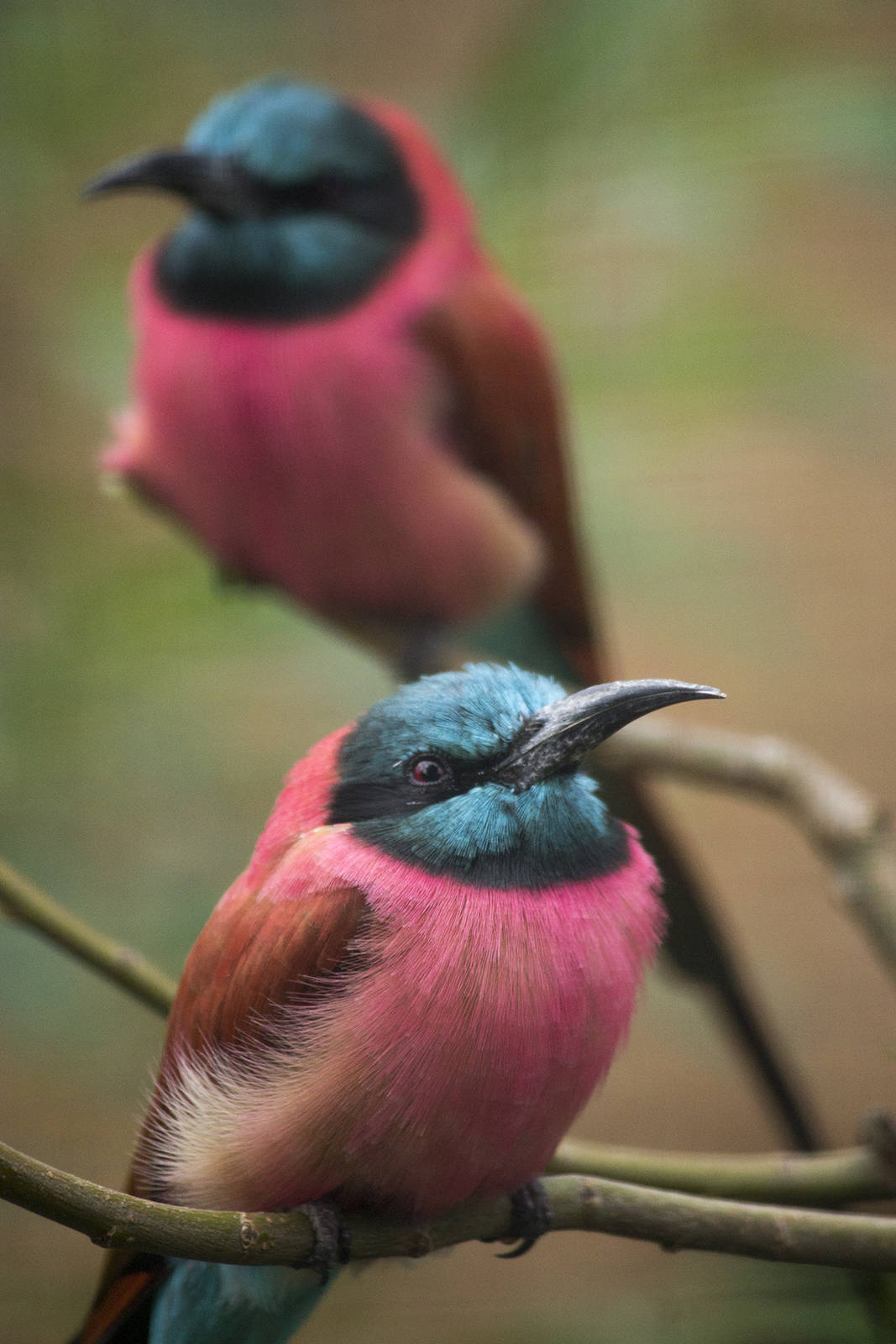 Northern carmine bee-eater, 8/15/14